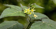 Solanum acerifolium