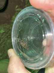 Brothylus gemmulatus