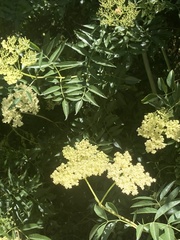 Sambucus cerulea