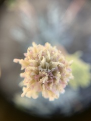 Chaenactis douglasii alpina