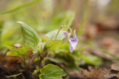 Viola × bavarica