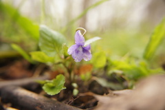 Viola × bavarica