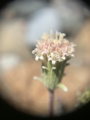 Chaenactis douglasii alpina