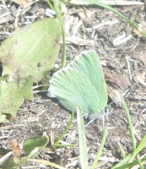 Callophrys affinis