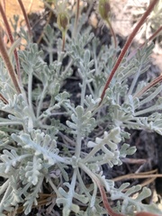 Chaenactis douglasii alpina