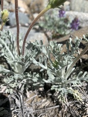 Chaenactis douglasii alpina