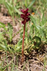 Orobanche foetida