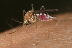 Aedes canadensis
