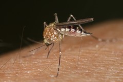 Aedes canadensis