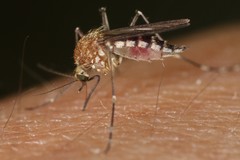 Aedes canadensis