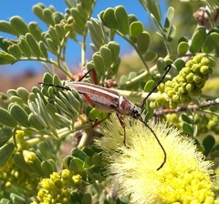 Plionoma rubens