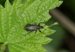 Phyllobius pomaceus