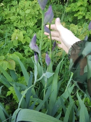 Iris × hybrida
