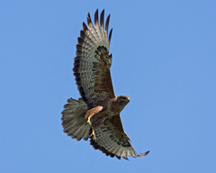 Common Buzzard photo 4