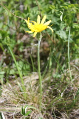 Scorzonera radiata