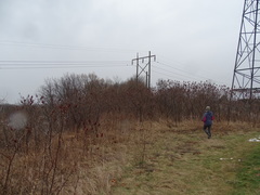 Rhus × borealis