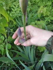 Iris × hybrida