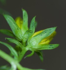 Hypericum × desetangsii