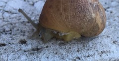 Gastropoda