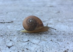 Gastropoda