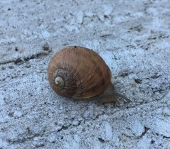 Gastropoda