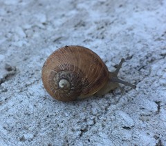 Gastropoda