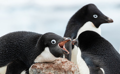 Adelie Penguin photo 2