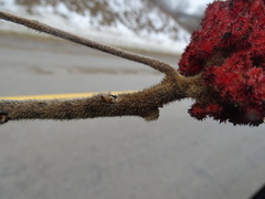 Rhus × borealis
