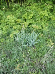 Iris × hybrida