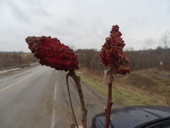 Rhus × borealis