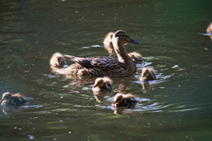 Anas platyrhynchos