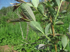 Salix