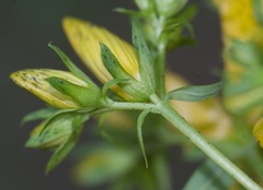 Hypericum × desetangsii