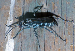 Turneromyia