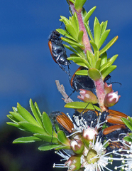 Phyllotocus rufipennis