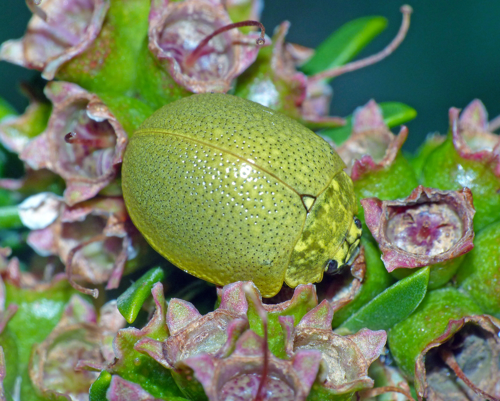 Paropsis porosa