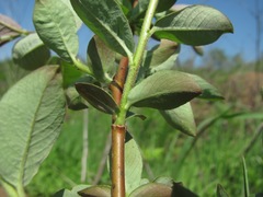 Salix