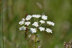 Geocaryum capillifolium