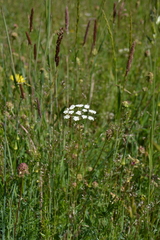Geocaryum capillifolium