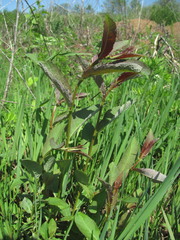 Salix