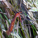 Harpobittacus australis - Photo (c) Simon Grove, μερικά δικαιώματα διατηρούνται (CC BY-NC), uploaded by Simon Grove