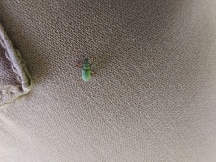 Polydrusus impressifrons