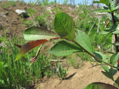Salix