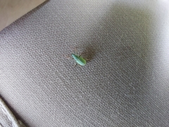 Polydrusus impressifrons