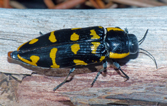 Cyrioides imperialis