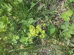 Alchemilla