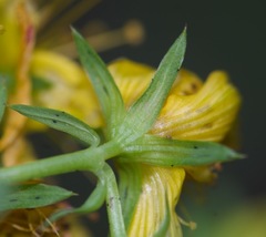 Hypericum × desetangsii