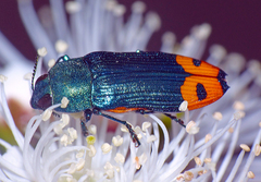 Castiarina ocelligera