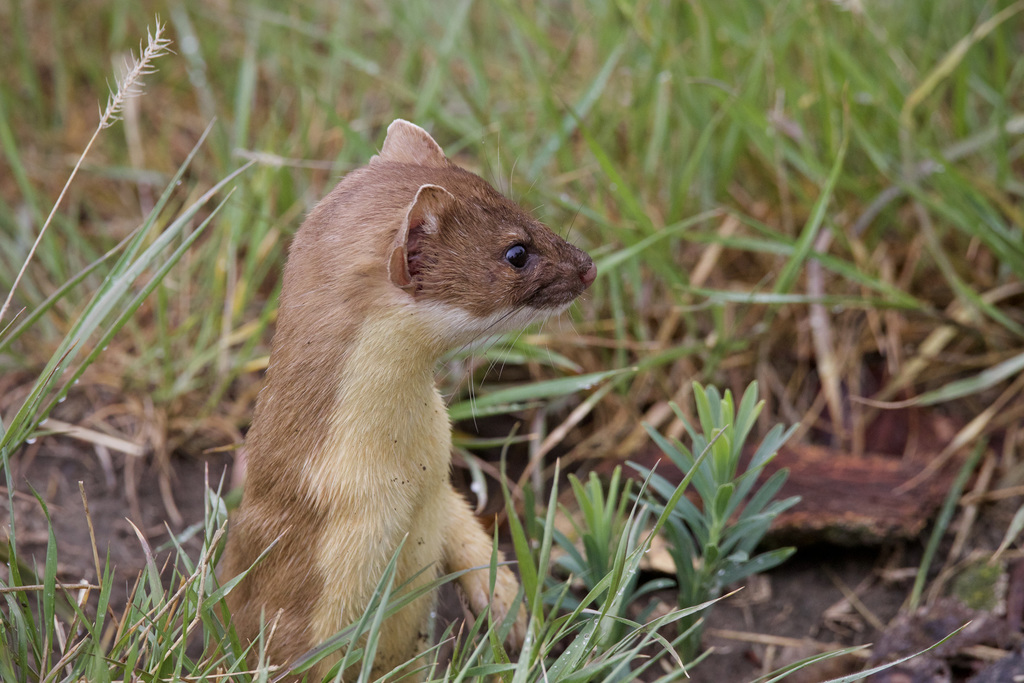 Longtailed Weasel from Division No. 2, Alberta, Canada on May 25, 2021