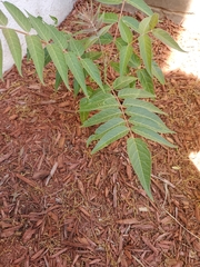 Ailanthus altissima
